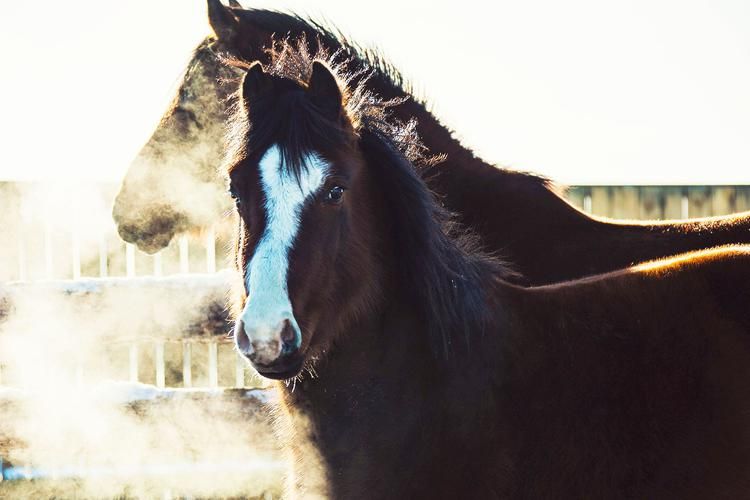 Автобус | Йошкар-Ола и Чудо-Кони: тур в атмосфере уюта и приключений