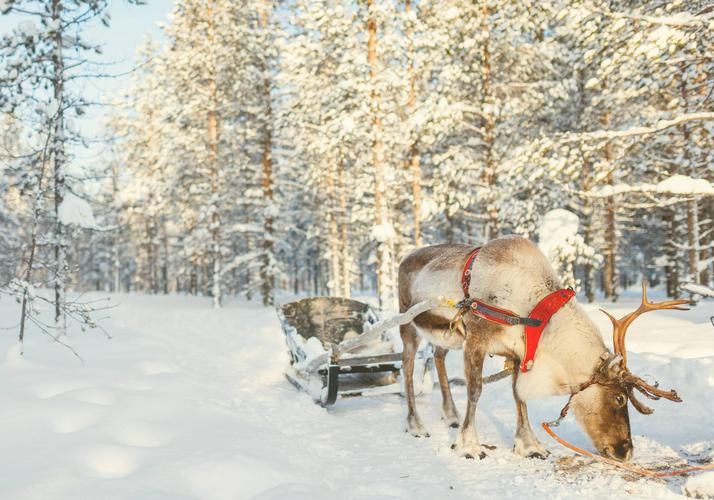 Автобус| Сказка для всей семьи: хаски и карельский Дед Мороз ждут в гости!