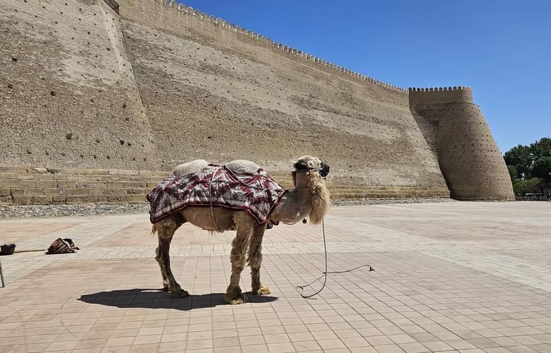 Под звёздами жемчужин Востока