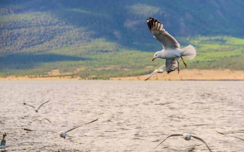 Лето на Кольском: выходные вдали от суеты