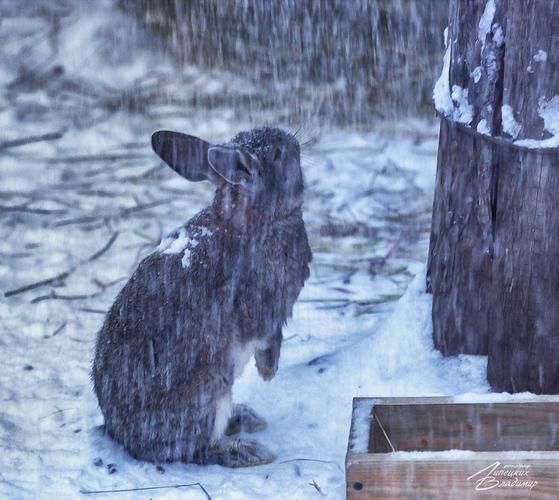 Автобус| Казань: сокровища Зиланта и новогоднее волшебство из Твери