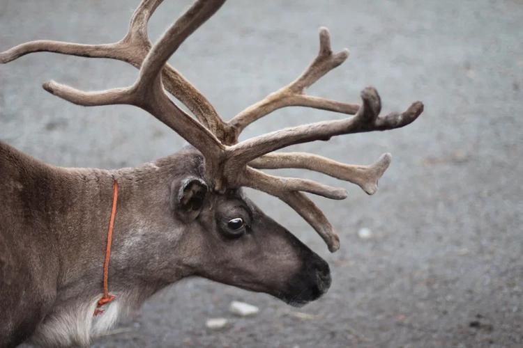 Оленьи выходные в Greenfield Park